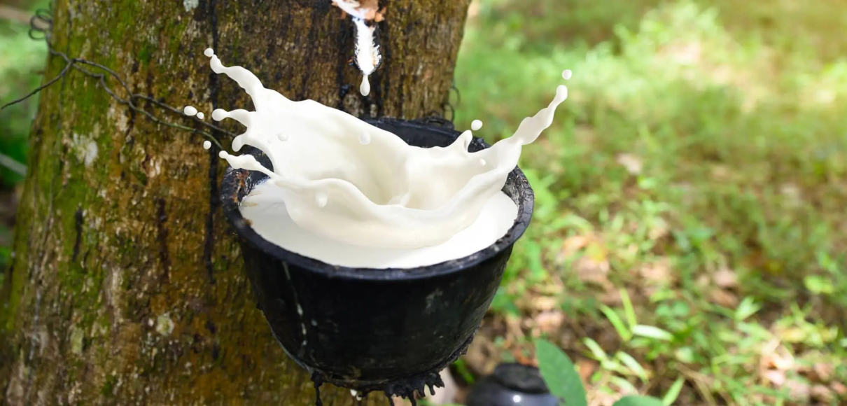 Natural Rubber-image