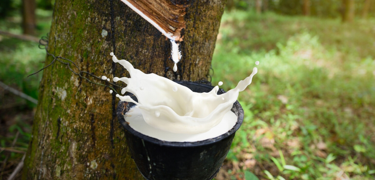 Natural Rubber-image